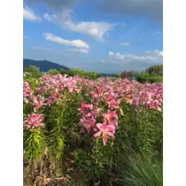 しんぷるまぬけ！すう