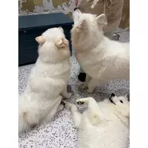 らら