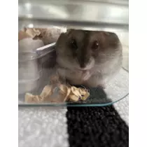 ななみ