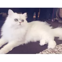 のあ