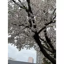 乙川 ゆあ