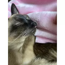 さや