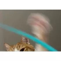 空条 しいな