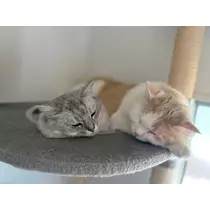 ナギ