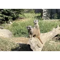 みつき