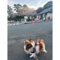 あいら