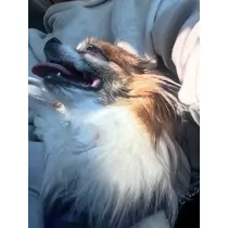 あいら