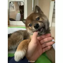 せら