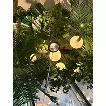 緑 四葉