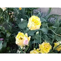 ひな