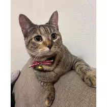 セナ