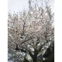 三咲 優