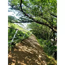 すみれ