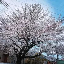 ひな