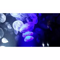 愛矢