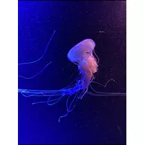 七星 夏純