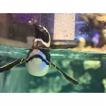 めい