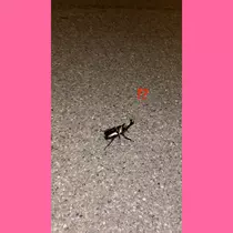 さつき