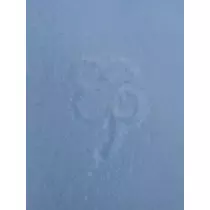 緑 四葉