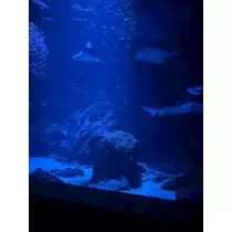 ねお