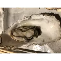 宝條 夏恋