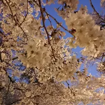 ゆめ