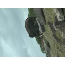 にこる