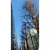 華宮 れい