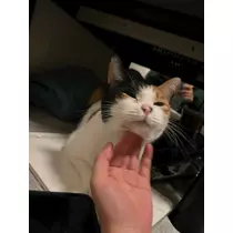 はる
