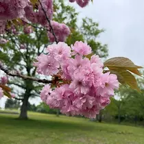 春野 七瀬