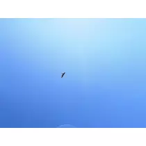 ひな