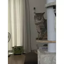 大尻 桃