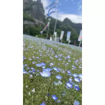 天乃 星羅