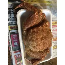 椿 はるな