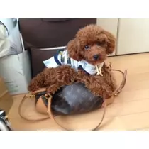 あかり