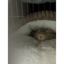 なっちゃん