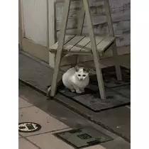 かえで
