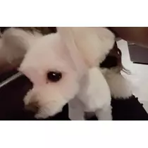 猫羽 のん