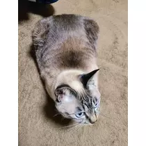 ひな