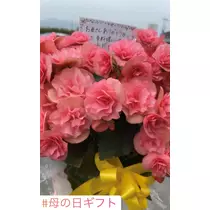 諸星 海