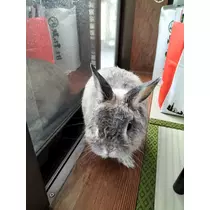 ゆきの