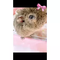 お茶の水うらん