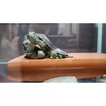 エミ （スタッフ）