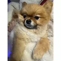 紬 むぎ