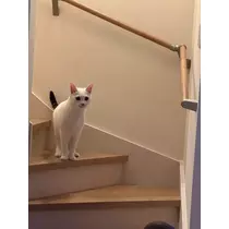 橘 美咲