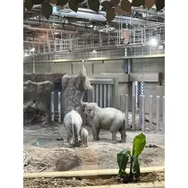 緑 四葉
