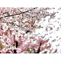 香川 ゆい