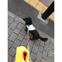 りえ