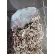 さつき