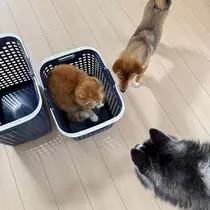 せら